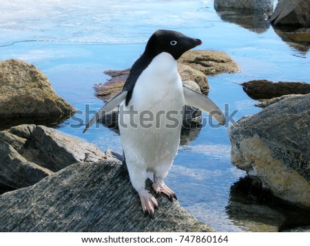 The Adelie penguin(pygoscelis adeliae)