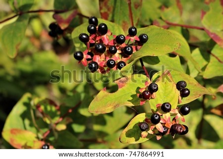inedible  black berries