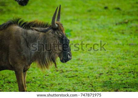 wildebeest in Serengeti national park