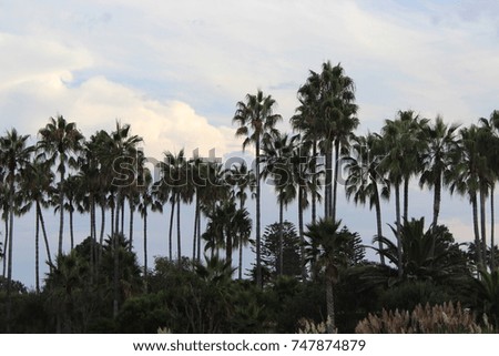 Palm Trees Los Angeles Southern California