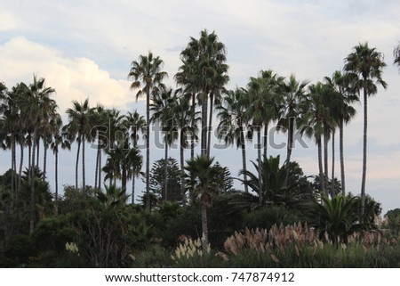 Palm Trees Los Angeles, Southern California, tropical photography, blue sky