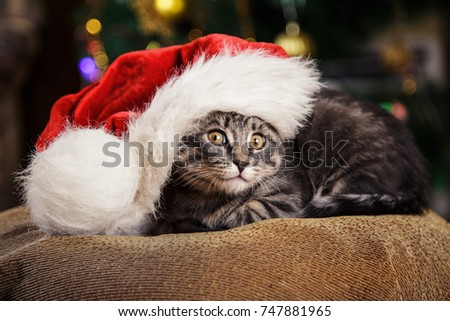 Little kitten in a Santa Claus hat