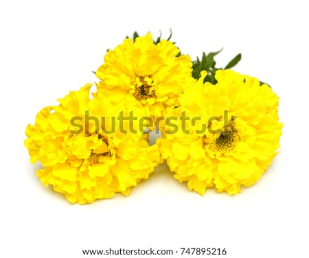 Yellow marigold flowers isolated on white background. Flat lay, top view