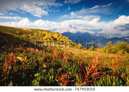 Alpine meadows in the sunny light. Location Upper Svaneti, Georgia country, Europe. Main Caucasian ridge. Scenic image of wild area. Discover the beauty of earth. Excellent adventure wallpapers.