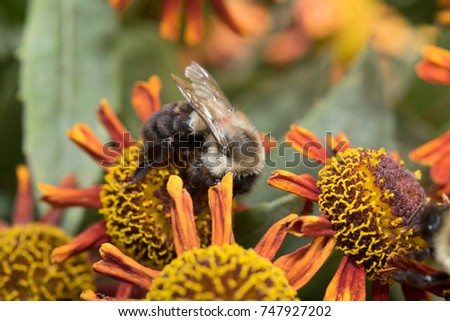 Adorable bee crawling on beautiful red and yellow flowers pollinating them. 