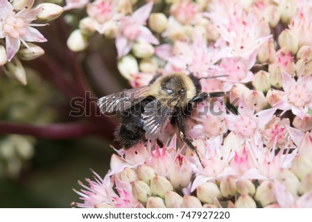 Cute bee crawling on pretty pink flowers pollinating them.