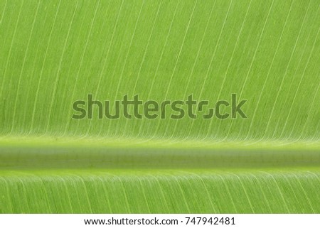 Close up backlit green color live banana tree leaf natural vein create parallel venation pattern structure background. Creative easy light texture wallpaper in backlight with empty space for desktop