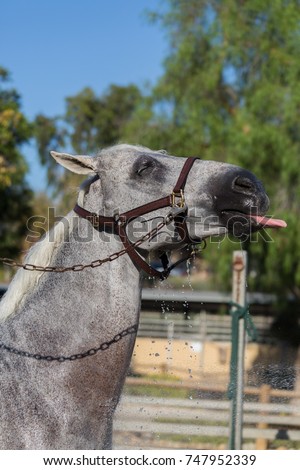 Thirsty horse sticks out his tongue to reach for water from a hose during bath time. Royalty-Free Stock Photo #747952339