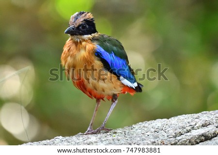 Blue-winged pitta
A colorful bird, it has a black head with a buff stripe above the eye, a white collar, greenish upper parts, blue wings, buff underparts and a reddish vent area.