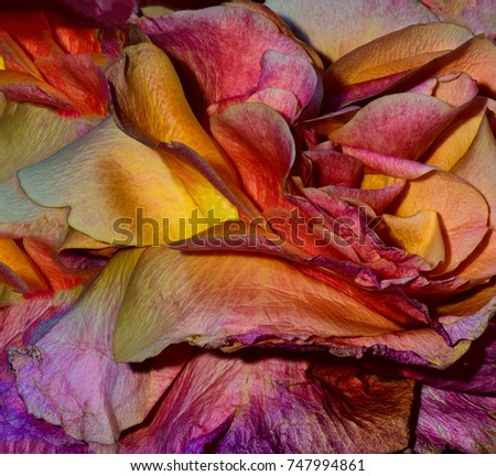 fine art floral color macro pattern image of rose petals of a single isolated flower blossom in intense colors 