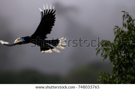 Beautiful a adult female Rufous-necked hornbill (Aceros nipalensis) flying over the branch in the early morning with cloudy sky and the rain is coming, Mae Wong NP, The northern of Thailand