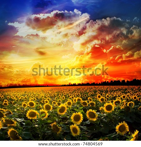 Field of sunflower against the sky