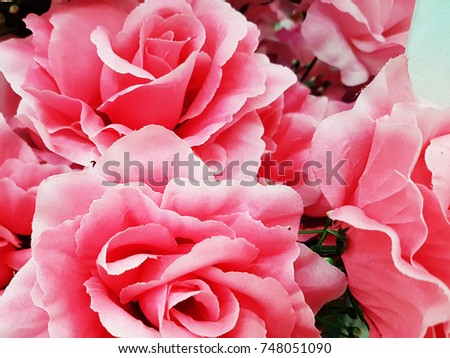 Pink rose background/Rose petals