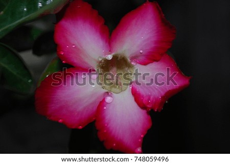 macro frangipani flower