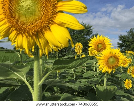 Time for the colorful sun flower field. Nice scene Nice Picture.