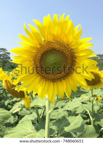 Time for the colorful sun flower field. Nice scene Nice Picture.