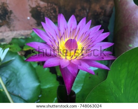 The colorful lotus mean of peace and life.