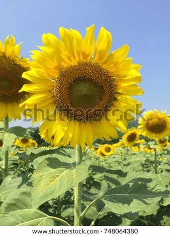 Time for nature, time of sun flowers.
Time for relax, time of sun flowers.