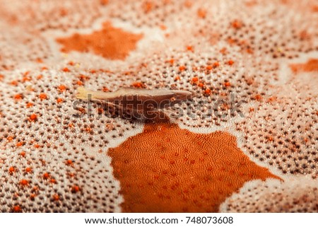 Starfish (Sea Star) Shrimp
