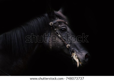 Portrait black horse. Poster with horse.