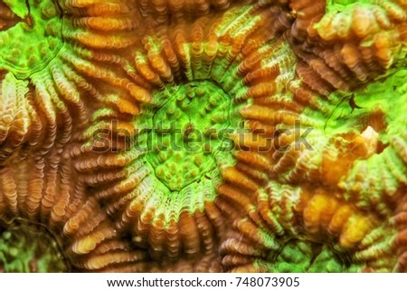 Bright green underwater close-up picture of star coral colony. Detail of tropical hard coral reef. Macro underwater photography. Scuba diving liveaboard on the exotic reef in the ocean.