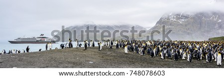 Colony of king penguins in front of an Antarctic expedition cruise ship, misty morning, South Georgia, wide format