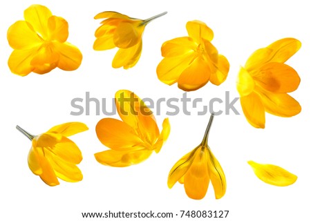 Crocus yellow flower isolated set on white background Royalty-Free Stock Photo #748083127