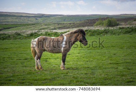 Icelandic horse staring. Icelandic horse is endemic to the region of Iceland.
