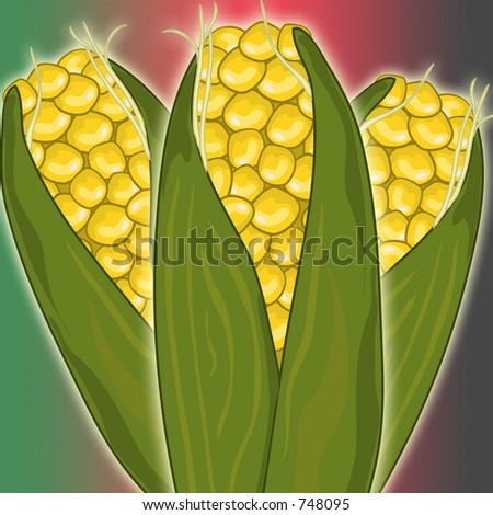 Close up of harvested corn for kwanzaa