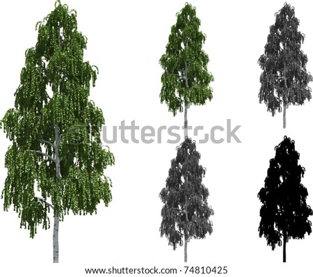 Vector set of Birch trees