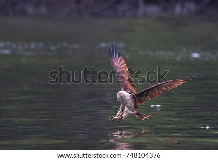 Brahminy Kite Eagle fishing