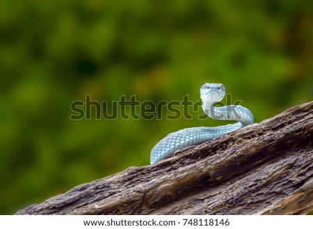 blue viper snake on a branch