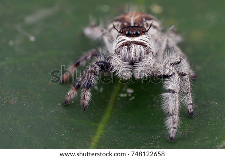 macro image of a hairy jumping spider from Borneo, female Hyllus sp.