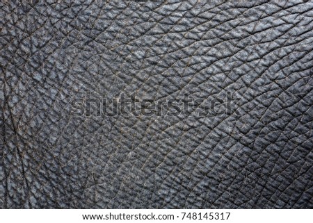 Elephant Skin Texture 