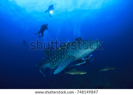 Whale Shark and Scuba divers.