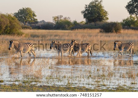 Animals of the Okavango Delta in Botswana Africa