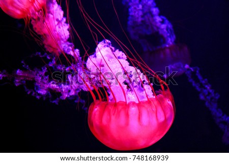 Colorful glowing jellyfish