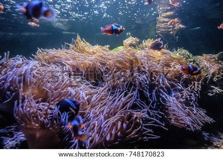 aquarium,coral,underwater pictures.