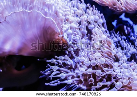 aquarium,coral,underwater pictures.
