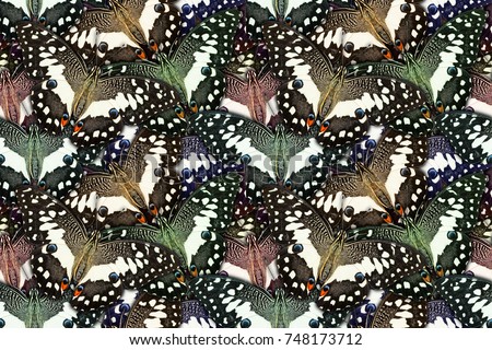 Seamless background created from lime butterfly (Papilio demoleus malayanus)