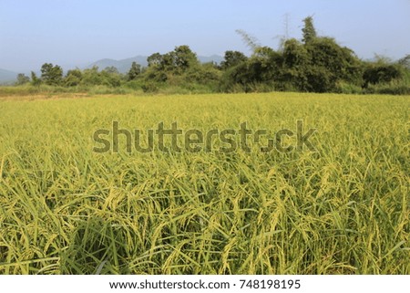 rice field green farm 
