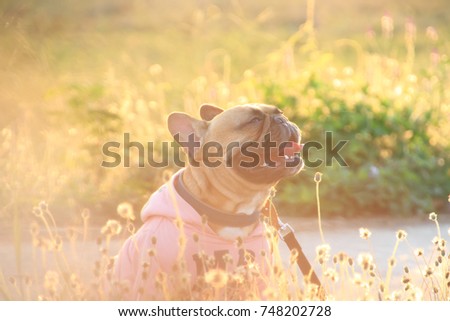 The French bulldog wearing sweater in sunrise light and blooming grass flowers  Royalty-Free Stock Photo #748202728
