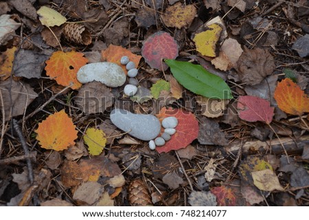 Footprint of stones on an autumnal deciduous ground