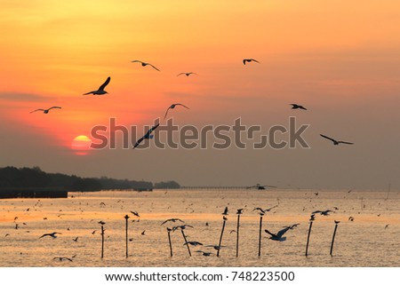 Silhouettes flock of seagulls over the sea during sunrise.