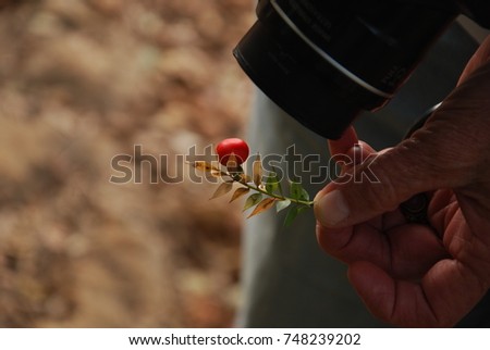 Taking closeup picture of a red berry in the forest