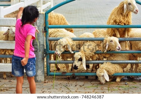 Kid feed food for sheeps. sheep in outdoor farm eating fresh green grass