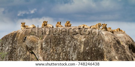 Pride of lions on a rock in the Serengeti National Park - Serengeti Royalty-Free Stock Photo #748246438