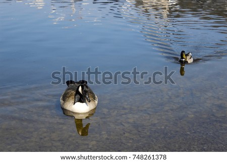 Reflection of 3 canadian geese swimming in a pond