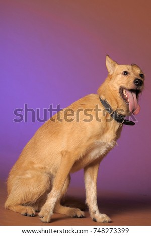 red mongrel half-breed dog