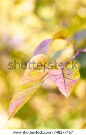 Fresh leaves in autumn